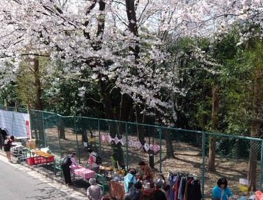 高松桜まつり写真２.png